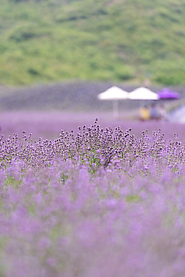 포토 JPG 주간 꽃밭 사람없음 야외 아웃포커스 소프트포커스 전라북도 라벤더 정읍 국내포토 자연요소 꽃 촬영기법 전라도 허브 파일형식