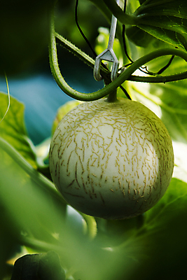 포토 JPG 주간 잎 사람없음 야외 덩굴 소프트포커스 멜론 특산물 강원도 춘천 국내포토 자연요소 식물 과일 한국 촬영기법 파일형식