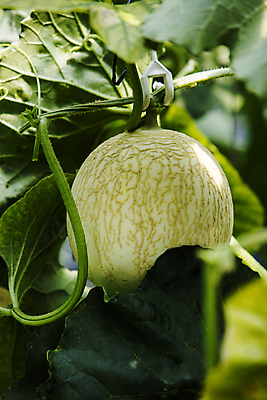 포토 JPG 주간 잎 사람없음 야외 덩굴 멜론 특산물 강원도 춘천 국내포토 자연요소 식물 과일 한국 파일형식