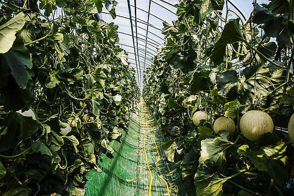 포토 JPG 주간 실내 사람없음 멜론 특산물 강원도 비닐하우스 춘천 멜론밭 국내포토 자연요소 밭 농업 과일 한국 내부 파일형식