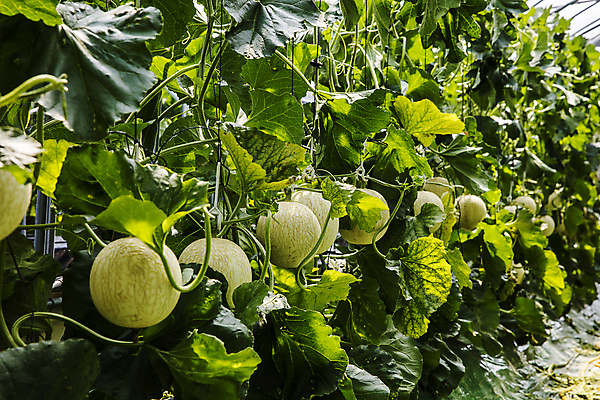 포토 JPG 주간 실내 사람없음 멜론 특산물 강원도 비닐하우스 춘천 멜론밭 국내포토 자연요소 밭 농업 과일 한국 내부 파일형식