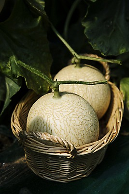 포토 JPG 주간 사람없음 야외 바구니 멜론 담기 특산물 강원도 춘천 국내포토 자연요소 과일 모션 한국 파일형식