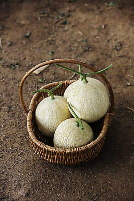 포토 JPG 주간 사람없음 야외 바구니 멜론 담기 특산물 강원도 춘천 땅바닥 국내포토 자연요소 과일 모션 바닥 한국 파일형식