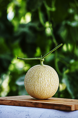 포토 JPG 주간 사람없음 야외 아웃포커스 멜론 특산물 강원도 춘천 나무도마 국내포토 자연요소 과일 도마 한국 촬영기법 목재 파일형식