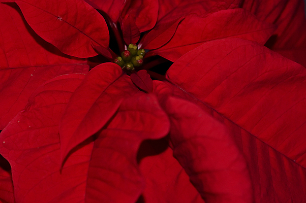 포토 JPG 해외이미지 크리스마스 겨울 근접촬영 사람없음 포인세티아 해외포토 계절 기념일 꽃 뷰포인트 파일형식 이미지허브