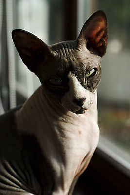 포토 JPG 해외이미지 한마리 응시 근접촬영 사람없음 아웃포커스 반려동물 고양이 어둠 반려묘 피터볼드 해외포토 동물 1 시선 뷰포인트 포유류 촬영기법 파일형식 이미지허브