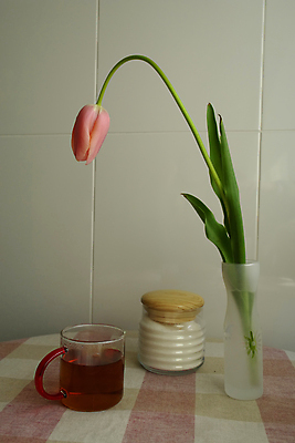 포토 JPG 해외이미지 실내 사람없음 꽃병 튤립 해외포토 꽃 내부 파일형식 이미지허브