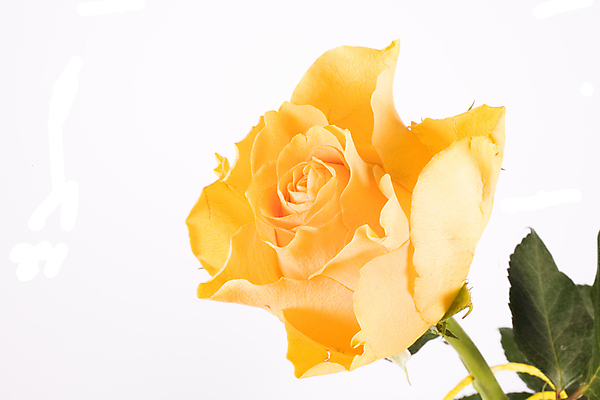 포토 JPG 해외이미지 꽃 결혼 잎 발렌타인데이 사랑 초록색 장미 노란색 주기 해외포토 식물 감정 컬러 모션 데이이벤트 이벤트 파일형식 이미지허브