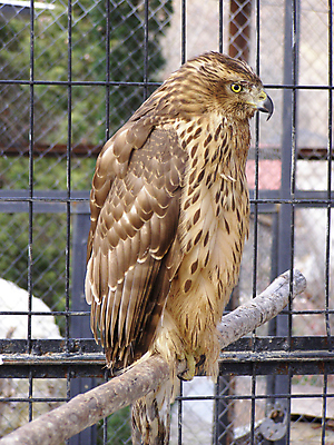 포토 JPG 해외이미지 조류 동물원 힘 깃발 황금 큼 먹이 깃털 부리 독수리 슛 새장 사냥꾼 계산서 경보 해외포토 동물 직업 크기 케이지 파일형식 이미지허브