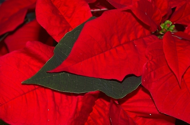 포토 JPG 해외이미지 크리스마스 겨울 근접촬영 사람없음 포인세티아 해외포토 계절 기념일 꽃 뷰포인트 파일형식 이미지허브