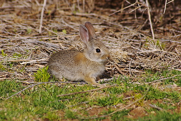포토 JPG 해외이미지 주간 한마리 응시 사람없음 야외 나뭇가지 토끼 잡초 해외포토 자연요소 나무 식물 1 시선 포유류 반려동물 파일형식 이미지허브