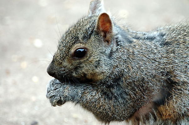 포토 JPG 해외이미지 동물 야생동물 포유류 자연 회색 먹기 다람쥐 동물상 해외포토 컬러 모션 조형물 설치류 생태계 파일형식 이미지허브