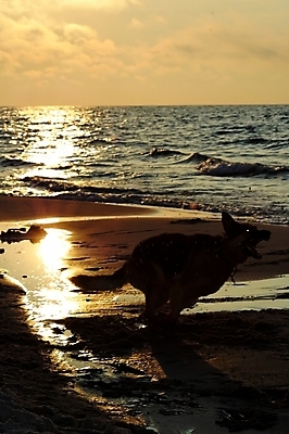 포토 JPG 해외이미지 동물 모래 바다 놀이 물 여름 반려동물 태양 일몰 봄 산책 양치기 개 강아지 해외포토 자연요소 직업 계절 포유류 휴식 노을 파일형식 이미지허브