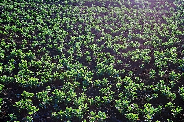 포토 JPG 해외이미지 식물 지구 음식 초록색 빛 농작물 햇빛 태양 흙 봄 광선 밭일 해외포토 자연요소 계절 컬러 농업 파일형식 이미지허브