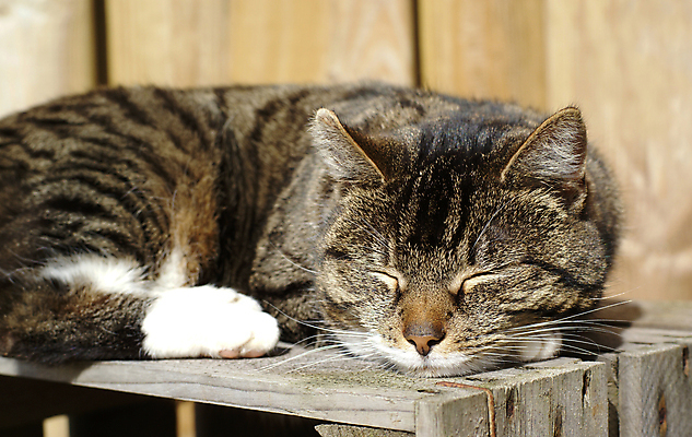 포토 JPG 해외이미지 동물 여유 포유류 휴식 목재 반려동물 평화 고양이 잠 나무상자 주둥이 해외포토 나무 감정 컨셉 재료 상자 파일형식 이미지허브