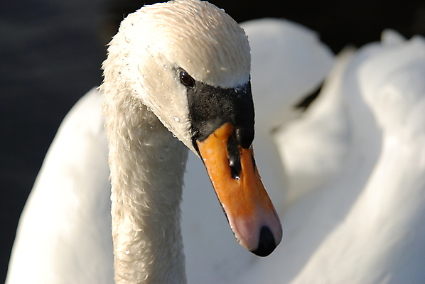 포토 JPG 해외이미지 조류 여름 빛 흰색 부리 백조 해외포토 동물 계절 컬러 파일형식 이미지허브