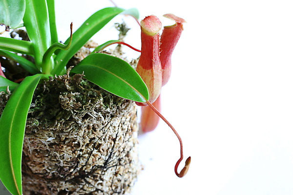 포토 JPG 해외이미지 식물 아시아 건조 이끼 동양인 초록색 우주 흰색 원예 뿌리 육식 올가미 유리주전자 해외포토 나라 컬러 유리 주전자 인종 취미 파일형식 이미지허브