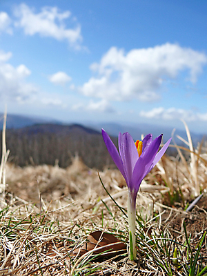 포토 JPG 해외이미지 식물 꽃잎 꽃 꽃무늬 자연 하늘 산 여름 노란색 정원 벚꽃 신선 카네이션 해외포토 계절 컬러 무늬 생태계 파일형식 이미지허브