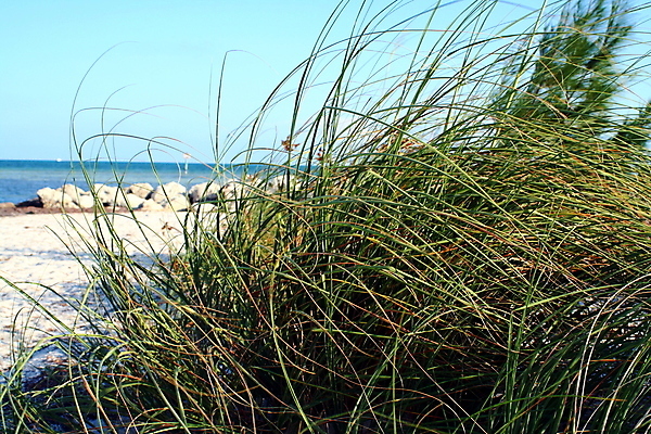 포토 JPG 해외이미지 모래 바다 섬 자연 바람 휴가 건강 물 여름 파란색 맑음 봄 모래언덕 혼자 해외포토 자연요소 계절 컬러 날씨 언덕 생태계 파일형식 이미지허브