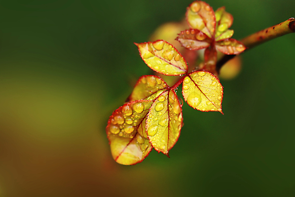 포토 JPG 해외이미지 백그라운드 잎 패턴 자연 벽지 추상 장식 초록색 물 여름 장미 노란색 봄 거품 젖음 물방울 액체 떨어짐 이슬 빗방울 폭풍 샤워실 해외포토 자연요소 식물 계절 꽃 컬러 컨셉 무늬 날씨 비_날씨 생태계 샤워시설 파일형식 이미지허브