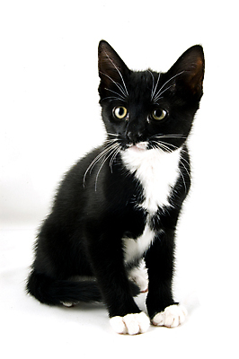 포토 JPG 해외이미지 동물 자연 주택 농장 검은색 고양이 흰색 아기 고립 해외포토 컬러 농업 포유류 사람 건물 반려동물 생태계 파일형식 이미지허브