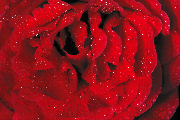 포토 JPG 해외이미지 식물 꽃 물 장미 물방울 닫기 해외포토 자연요소 모션 파일형식 이미지허브