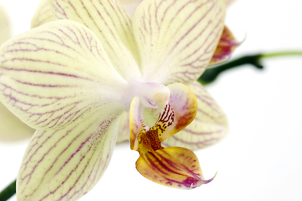 포토 JPG 해외이미지 식물 꽃잎 꽃 잎 꽃무늬 자연 발렌타인데이 초록색 컬러풀 뷰티 농장 정원 검은색 활발 성장 벚꽃 흰색 신선 원형 개화 난초 숲 제비꽃 냄새 꽃가루 내추럴 꽃수술 해외포토 도형 컬러 컨셉 무늬 농업 데이이벤트 가루 생태계 파일형식 이미지허브