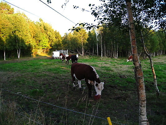포토 JPG 해외이미지 독일 노르웨이 죽음 성 공군 러시아 해군 소련 해외포토 건축물 유럽 군대 파일형식 이미지허브