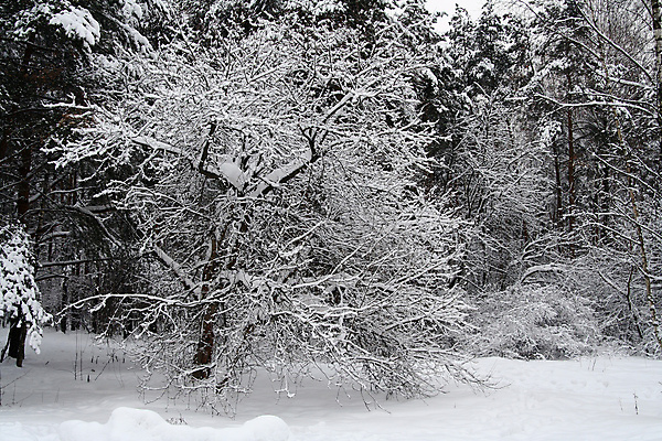 포토 JPG 해외이미지 나무 계절 공원 크리스마스 자연 날씨 휴가 야외 냉동 얼음 침묵 회색 추위 흰색 나뭇가지 시골 숲 12월 서리 1월 2월 반투명 눈내림 해외포토 자연요소 식물 공공시설 기념일 컬러 눈_날씨 소리 날짜 생태계 파일형식 이미지허브