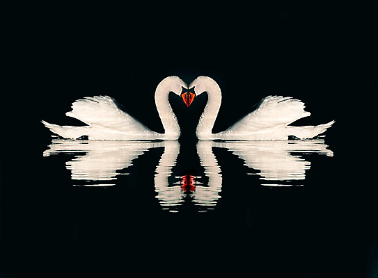 포토 JPG 해외이미지 주간 호수 두마리 사람없음 야외 백조 해외포토 자연요소 2 조류 파일형식 이미지허브