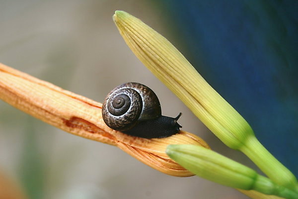 포토 JPG 해외이미지 식물 동물 꽃 오렌지 야외 초록색 검은색 닫기 동물상 해외포토 컬러 과일 모션 조형물 파일형식 이미지허브