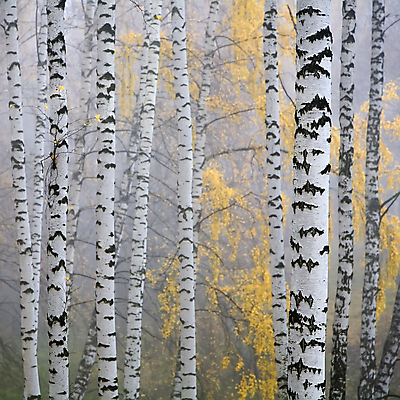 포토 JPG 해외이미지 나무 식물 계절 공원 백그라운드 잎 패턴 오렌지 자연 하늘 바람 야외 목재 빨간색 물 강 태양 노란색 환경 안개 성장 나뭇가지 시골 소나무 황무지 숲 9월 언덕 장면 전나무 자작나무 10월 러시아인 가문비나무 해외포토 자연요소 서양인 공공시설 컬러 무늬 과일 재료 날씨 날짜 생태계 파일형식 이미지허브