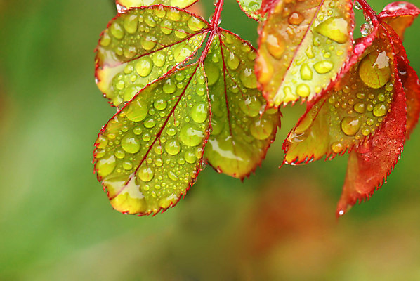 포토 JPG 해외이미지 백그라운드 잎 패턴 자연 벽지 추상 장식 초록색 물 장미 노란색 봄 거품 젖음 물방울 액체 떨어짐 이슬 빗방울 폭풍 샤워실 해외포토 자연요소 식물 계절 꽃 컬러 컨셉 무늬 날씨 비_날씨 생태계 샤워시설 파일형식 이미지허브