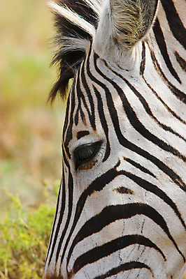 포토 JPG 해외이미지 동물 공원 야생동물 선 패턴 밭 포유류 아프리카 자연 초식동물 건강 동물원 야외 초록색 검은색 줄무늬 게임 흰색 보호 먹이 속눈썹 사파리 묘사 귀 얼룩말 케냐 남쪽 찰과상 해외포토 공공시설 나라 컬러 컨셉 무늬 농업 놀이 신체부위 말_동물 상처 눈썹 방향 생태계 파일형식 이미지허브