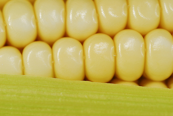 포토 JPG 해외이미지 식물 음식 다이어트 채소 과일 자연 건강 옥수수 초록색 여름 빛 농작물 농장 수확 껍질 신선 황금 달콤 맛 낟알 시리얼 유기농 질감 알맹이 날것 팝콘 미로 비타민 내추럴 고립 탄수화물 팝 맛있는 해외포토 웰빙 계절 컬러 컨셉 농업 곡류 생태계 영양소 파일형식 이미지허브