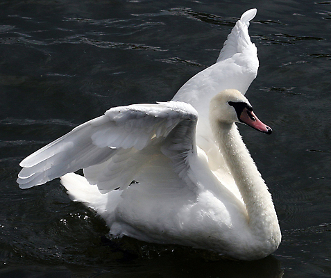 포토 JPG 해외이미지 주간 한마리 호수 사람없음 야외 백조 해외포토 자연요소 1 조류 파일형식 이미지허브