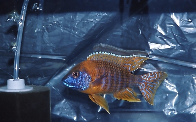 포토 JPG 해외이미지 동물 호수 아프리카 자연 어류 장식 물 반려동물 컬러풀 노란색 계곡 수중 수영 균열 어항 탱크 수족관 난쟁이 강렬 말라위 민물 해외포토 자연요소 나라 컬러 모션 수중동물 수상스포츠 생태계 파일형식 이미지허브