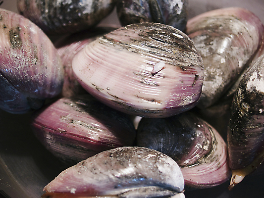 포토 JPG 해외이미지 음식 바다 어류 식당 요리사 식사 저녁식사 껍질 먹기 영양소 해외포토 직업 모션 상점 수중동물 파일형식 이미지허브