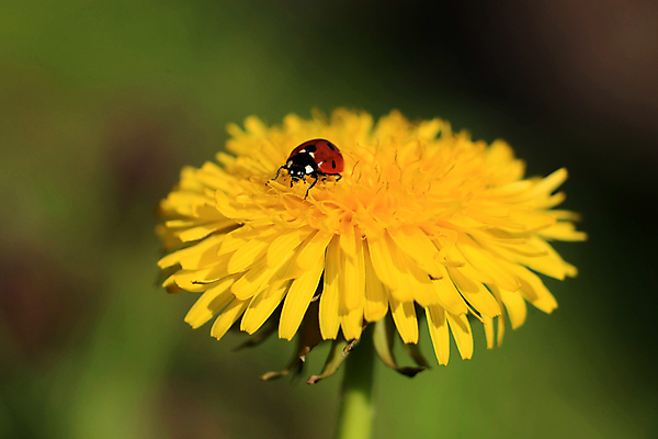 포토 JPG 해외이미지 식물 동물 계절 꽃 곤충 백그라운드 잎 꽃무늬 자연 안테나 초원 야외 빨간색 여름 뷰티 노란색 환경 검은색 봄 벚꽃 흰색 점 개화 벌레 민들레 딱정벌레 묘사 무당벌레 기어가기 생태학 해외포토 교육 컬러 무늬 통신 모션 생태계 파일형식 이미지허브
