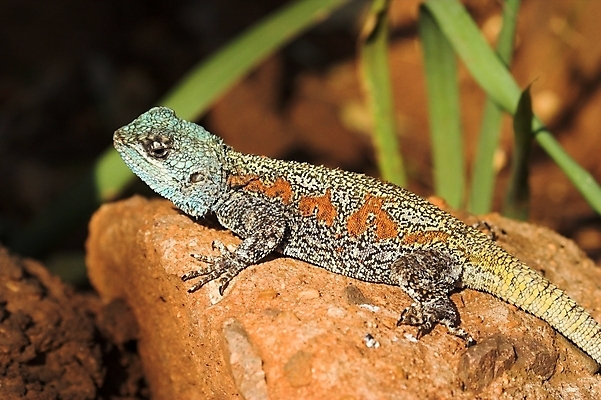 포토 JPG 해외이미지 동물 야생동물 파충류 아프리카 자연 저울 물 경쟁 추위 치아 위험 사파리 공룡 도마뱀 육식동물 선사시대 남쪽 해외포토 자연요소 나라 컨셉 소화기관 역사 방향 생태계 파일형식 이미지허브