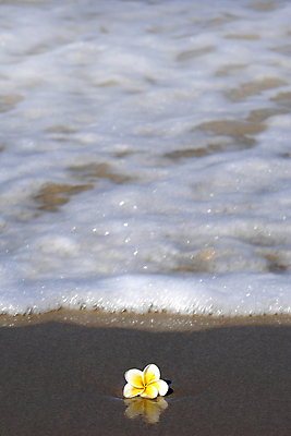 포토 JPG 해외이미지 꽃 모래 파도 결혼 거품 혼자 해외포토 식물 바다 이벤트 파일형식 이미지허브