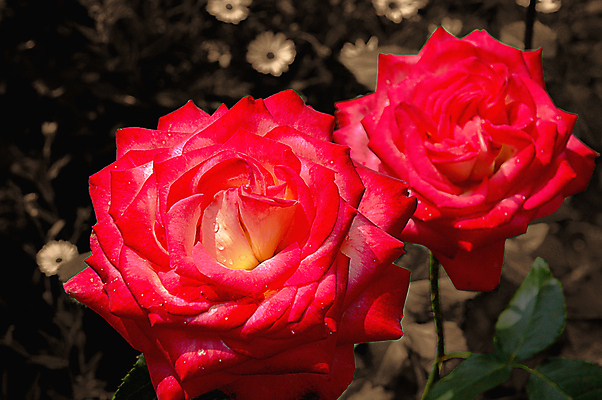 포토 JPG 해외이미지 꽃잎 꽃 분홍색 백그라운드 잎 목걸이 자연 발렌타인데이 사랑 사람없음 뷰티 장미 머리 정원 화목 흰색 전원 신선 오픈 비교 심볼 오브젝트 싱글 원예 열정 세피아 해외포토 식물 감정 컬러 컨셉 장신구 데이이벤트 촬영기법 취미 신체부위 전기에너지 생태계 파일형식 이미지허브