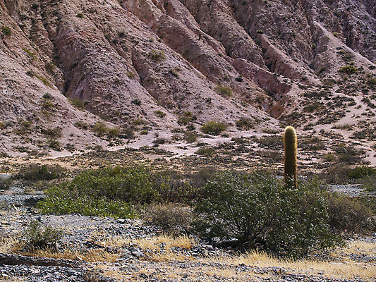 포토 JPG 해외이미지 산 선인장 사람없음 언덕 해외포토 식물 파일형식 이미지허브