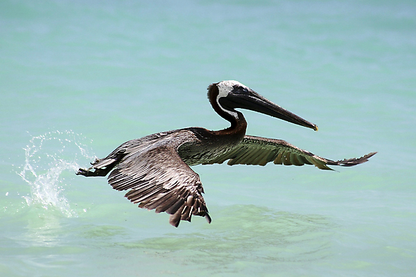 포토 JPG 해외이미지 동물 야생동물 바다 자연 조류 낚시 어류 사람없음 야외 초록색 물 파란색 갈색 펠리컨 깃털 시작 출발 부리 해외포토 자연요소 컬러 컨셉 레저 수중동물 생태계 파일형식 이미지허브