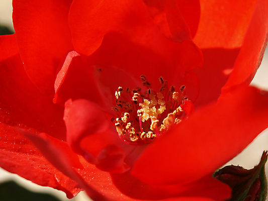포토 JPG 해외이미지 꽃잎 꽃 백그라운드 사랑 사람없음 빨간색 뷰티 장미 정원 열정 꽃수술 해외포토 식물 감정 컬러 파일형식 이미지허브