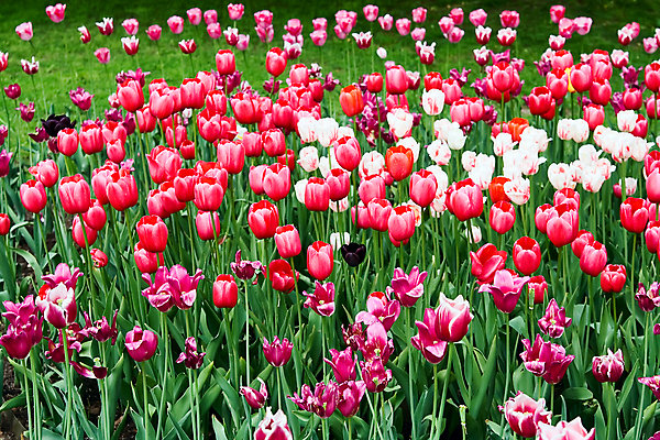 포토 JPG 해외이미지 식물 꽃잎 꽃 꽃무늬 밭 자연 부활절 사람없음 장식 초록색 여름 빛 컬러풀 뷰티 농장 정원 봄 튤립 원예 세련 해외포토 계절 기념일 컬러 무늬 농업 취미 생태계 파일형식 이미지허브