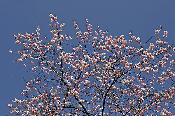 포토 JPG 해외이미지 분홍색 하늘 사람없음 일본 봄 해외포토 계절 아시아 컬러 파일형식 이미지허브