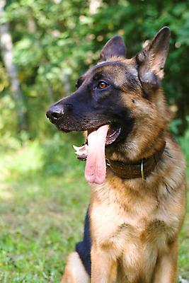 포토 JPG 해외이미지 주간 입벌림 사람없음 야외 반려동물 기다림 개 숲 사냥개 메롱 셰퍼드 해외포토 자연요소 동물 포유류 모션 표정 파일형식 이미지허브