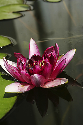 포토 JPG 해외이미지 식물 꽃 호수 분홍색 잎 채소 자연 사람없음 야외 초록색 물 반사 정원 보라색 연못 해외포토 자연요소 컬러 생태계 파일형식 이미지허브