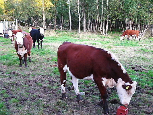 포토 JPG 해외이미지 독일 노르웨이 사람없음 죽음 성 공군 러시아 해군 소련 해외포토 건축물 유럽 군대 파일형식 이미지허브